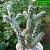 Cylindropuntia_ prolifera _04